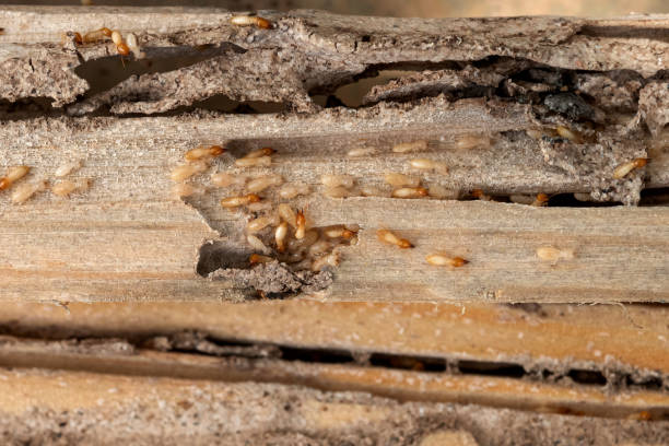 Best Wildlife Control Services  in Bayside Gardens, OR